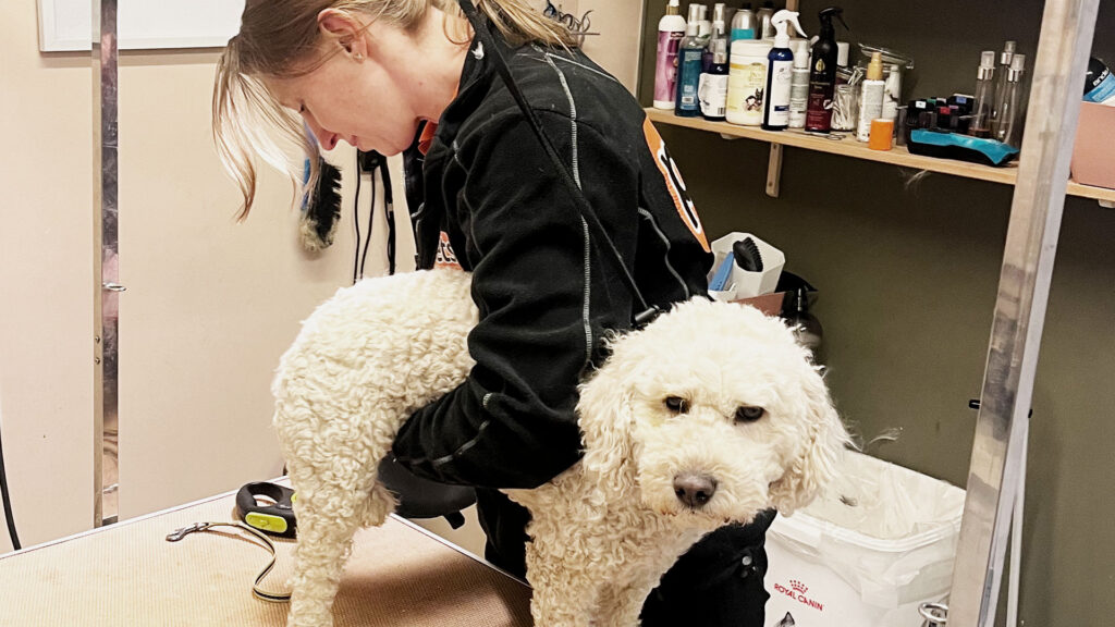 Hund-som-stelles-pa-Pets-dyrebutikk