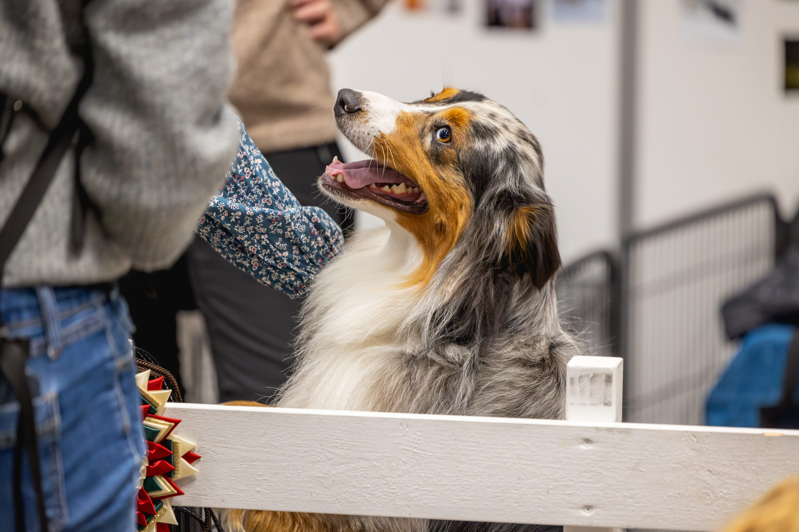 Hund på rasetorget under Oslo Dog Show