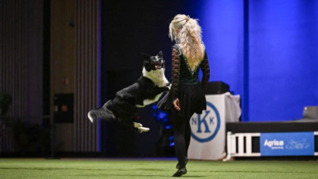 Freestyle hundeeier og hund