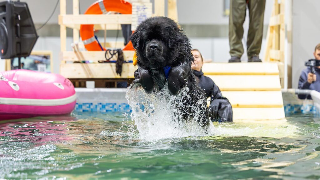 Hund-i-bassenget-på-Oslo-Dog-Show