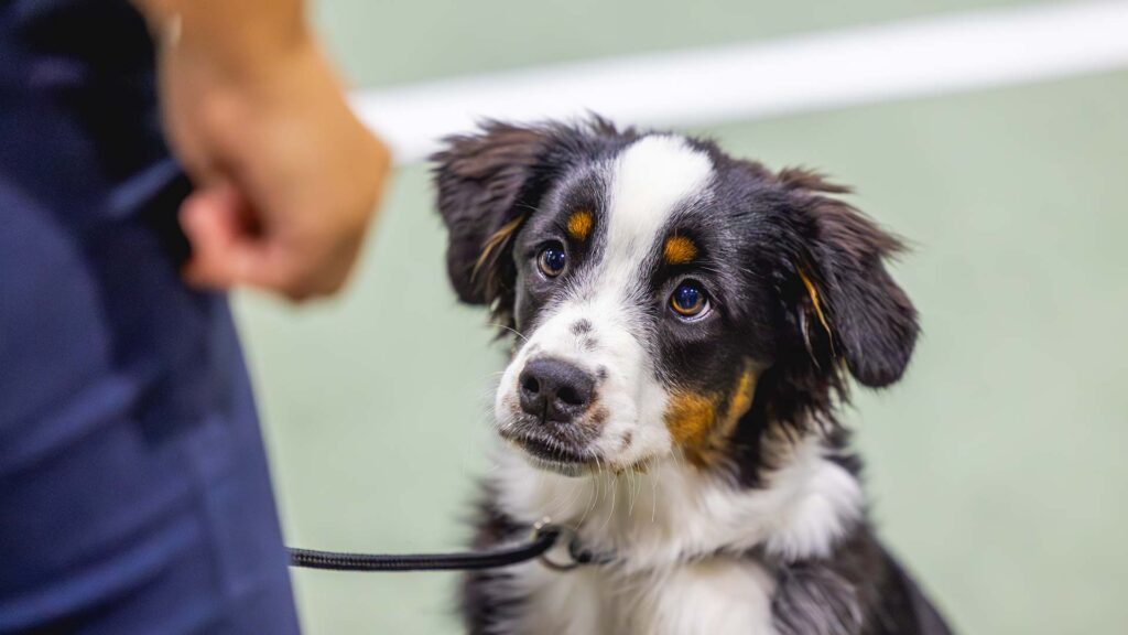 Hund-på-Oslo-Dog-show-valpeshow