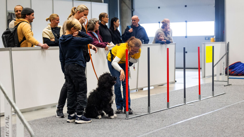 Hund-som-tester-Agility