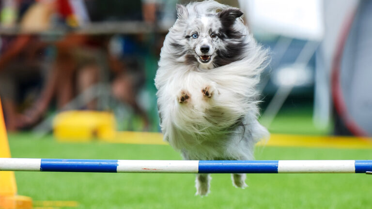 Hund-som-tester-Agility