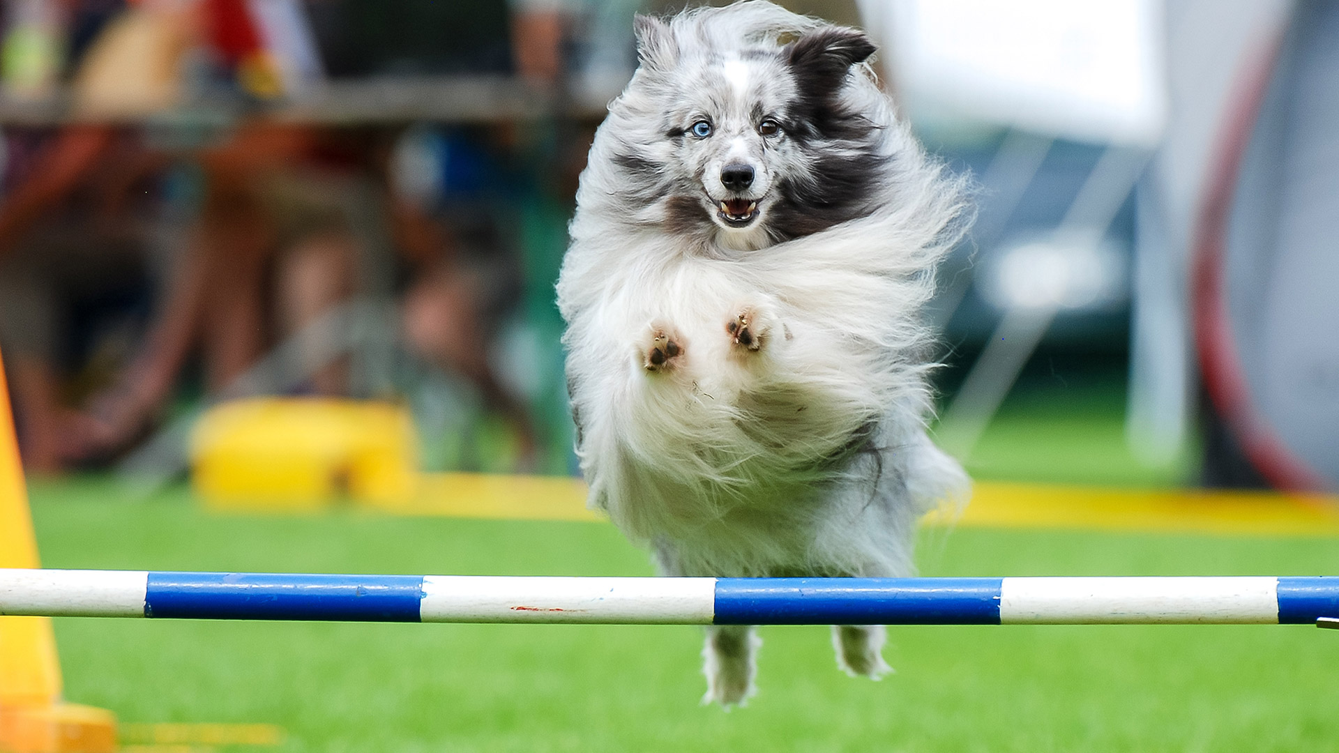 Hund-som-tester-Agility