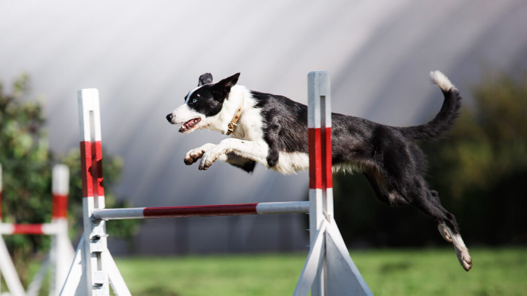 Hund-trener-på-agility